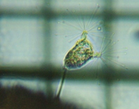 fig.04 �c���K�l���V�̈��