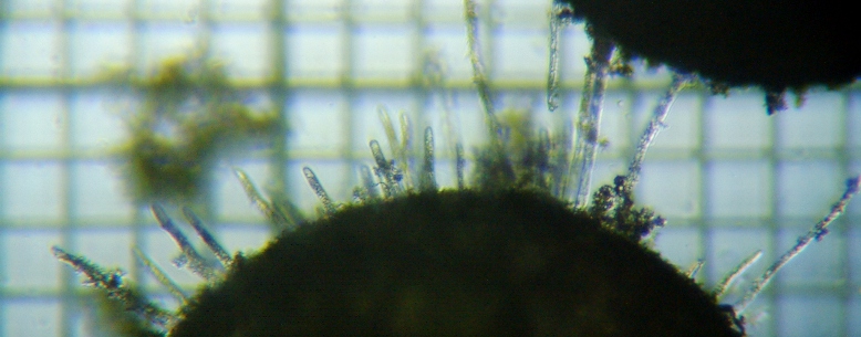 fig.01 �`�J�󐸗��̕\��