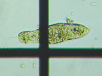 fig.04 ���[�O���i���̈��