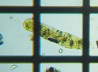 fig.05 ���[�O���i���̈��