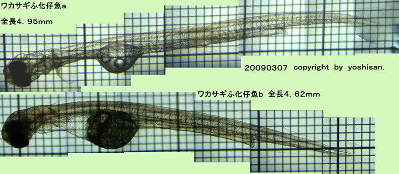 fig.01 ���J�T�M�Ӊ��e��
click here!