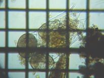 fig.02 �c�{�����V