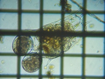 fig.03 �c�{�����V