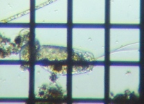 fig.04 �~�c�E�f�����V��