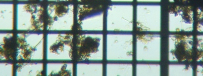 fig.05 �f�g���^�X