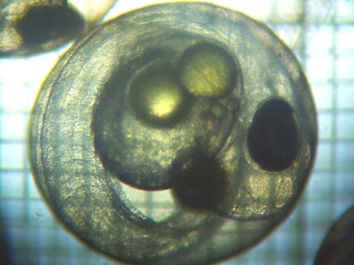 �ӏo���O�̗l�q