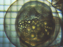 fig.b02 ����Q����