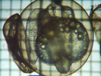 fig.b04 ����S����