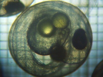 fig.b06 ����U����