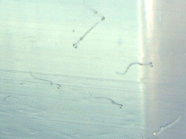 fig.b08 ����W����