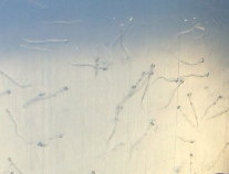 fig.b10 ����P�O����