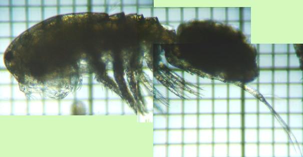 fig.01 �P���~�W���R��