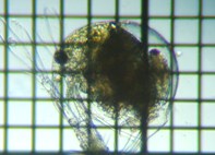 fig.03 �]�E�~�W���R