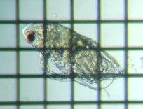 fig.04 �_�t�j�A�i�c���j