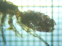 fig.05 �P���~�W���R���i���j