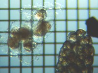 fig.06 �P���~�W���R���i���j