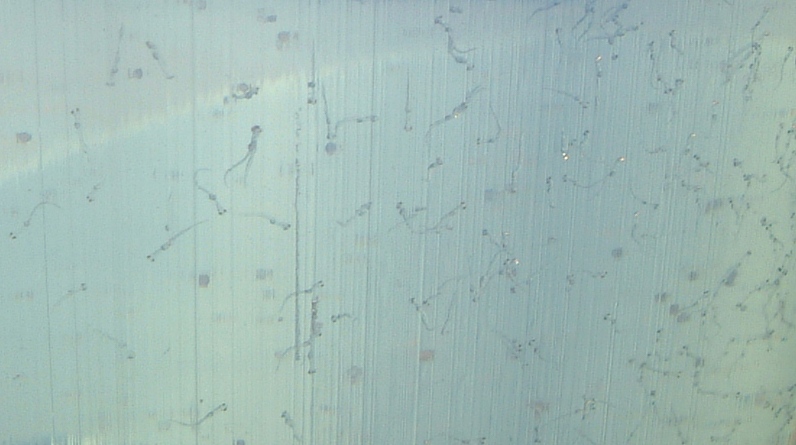 fig.01�@�Ӊ������V�j���郏�J�T�M�e��