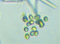 fig.01 �s�ځi���������j