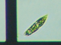 fig.02 ���[�O���i���i���������j