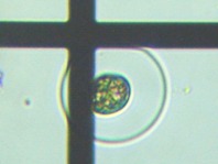 fig.03 �s�ځi���j