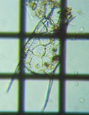 fig.04 �R�V�u�g�J���m�R�E�����V