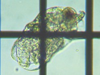 fig.06 �_�t�j�A�i�c���j