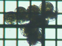 fig.07 �J�C�A�V�ށi���j