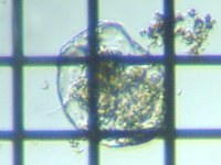 fig.10 �t�N�������V���i���^�j