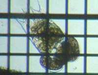 fig.11 �c�{�����V