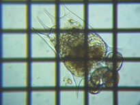 fig.12 �c�{�����V