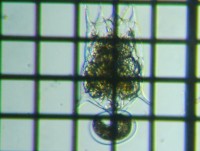 fig.13 �c�{�����V