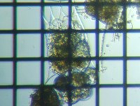 fig.14 �c�{�����V