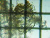 fig.15 �����V�̈��