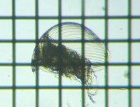 fig.16 �R�V�J�N�~�W���R