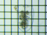 fig.17 �t�N�������V���i���^�j