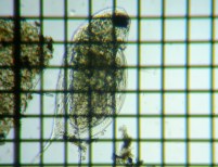 fig.18 �n���i�K�~�W���R�i�ۓ��j