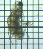 fig.19 �I�I�A�^�}�~�W���R