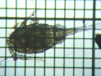 fig.20 �P���~�W���R��