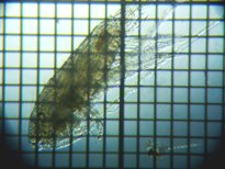 fig.21 �q�Q�i�K�P���~�W���R