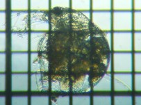 fig.22 �]�E�~�W���R