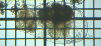 fig.23 �t�N�������V���i��^�j