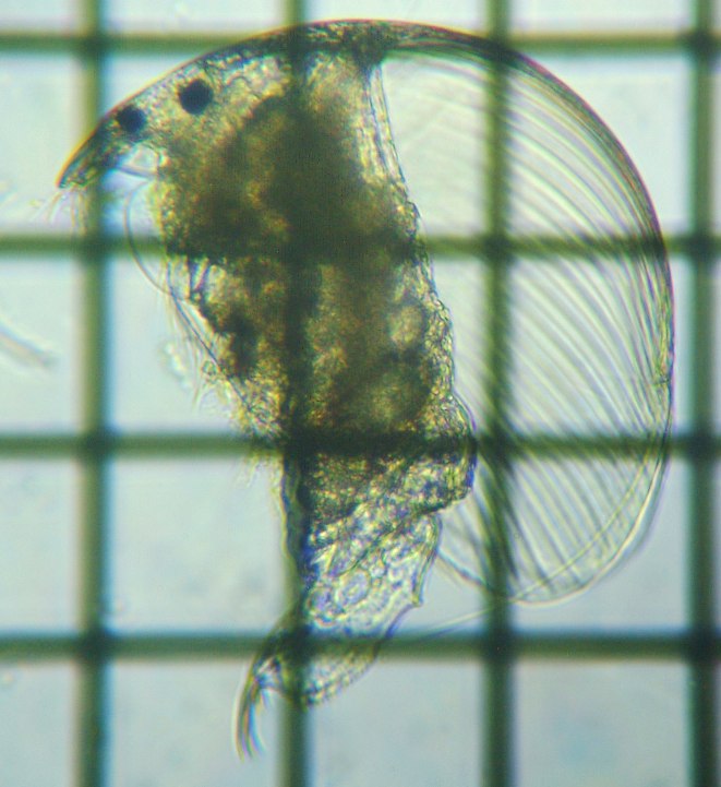 fig.01 ���v���̃R�V�J�N�~�W���R
Alona rectangula Sars,