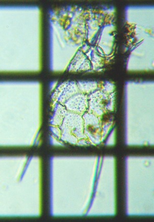 fig.01 ���v���̃R�V�u�g�J���m�R�E�����V