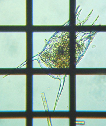 fig.02 ���v���̃R�V�u�g�J���m�R�E�����V