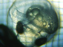 fig.b06 ����U����