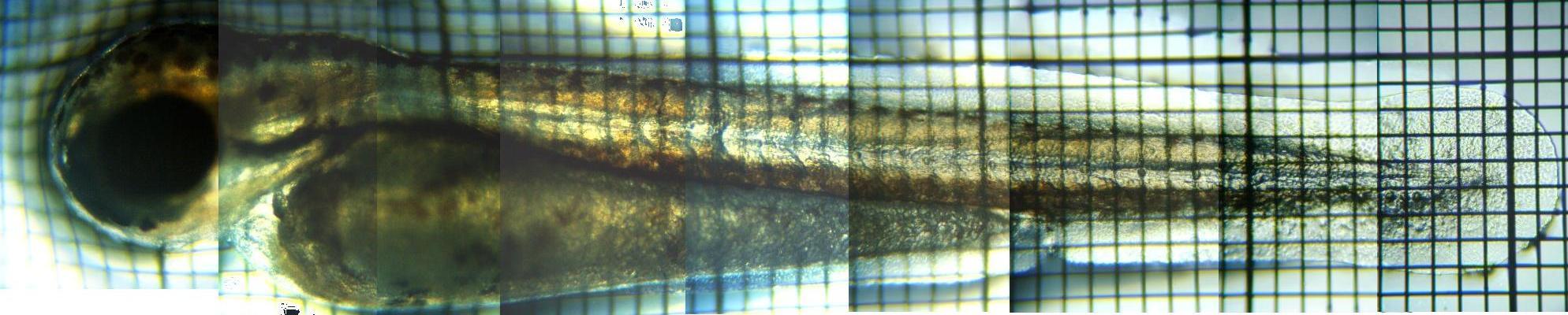 fig.01 ���c�S�e���i�ӏo�����j
click here to return