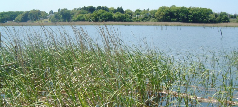 fig.01 �Y����t��