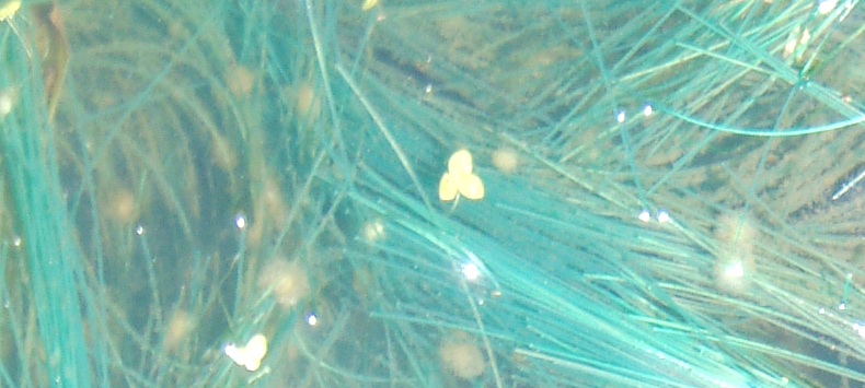 fig.02 �Y����i�L�������j�ƎY����