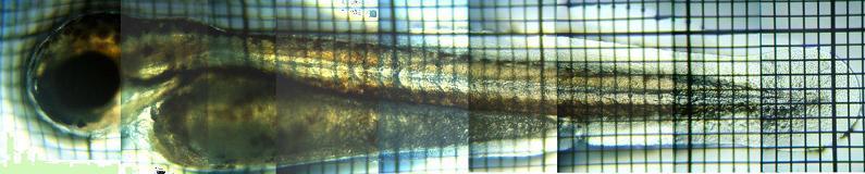 fig.03 ���c�S�e���i�ӏo�����j
click here to enlarge