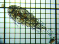 fig.01 �P���~�W���R��